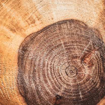 Thick, oval Russian Olive Core Coasters (Set of 4)